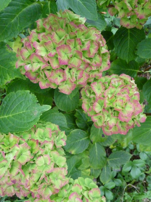 Hortensia con pétalos en forma de estrella de color verde con los bordes fucsia