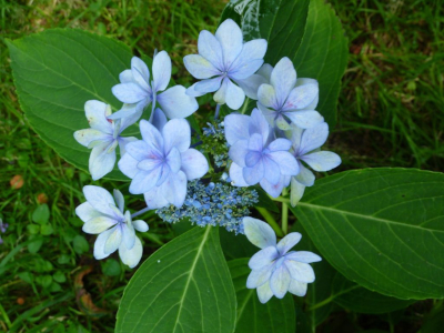 Hortensia con los pétalos azul claro en forma de estrella